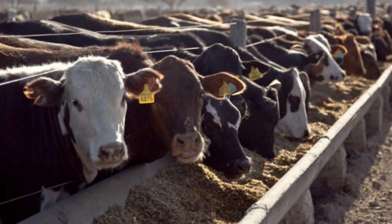 Demandas del mercado: los feedlots apuestan a vender animales más pesados