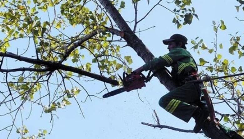 El Municipio difundió el listado de los podadores habilitados