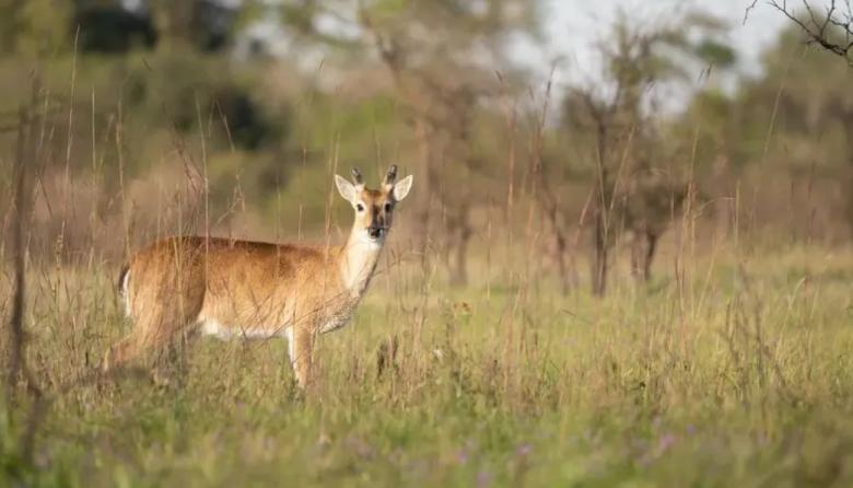Habilitan la caza controlada de jabalíes para proteger al venado de las pampas