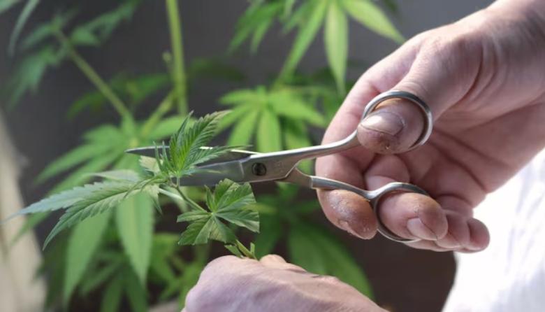 La Provincia creó un ente para avanzar en políticas de cannabis medicinal