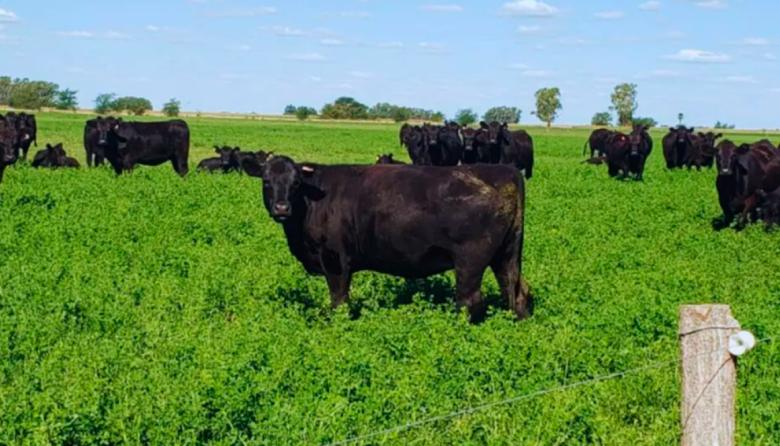 La carne magra gana terreno en el mundo y abre una gran oportunidad para Argentina