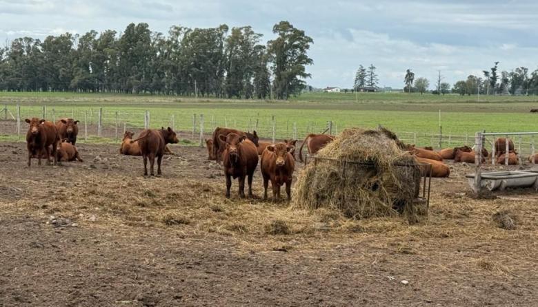 Realizan jornada sobre eficiencia en producción ganadera en Nueve de Julio