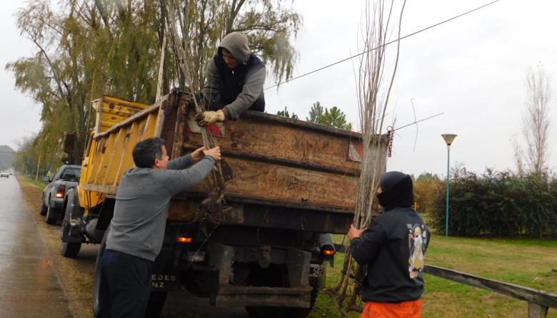 Plantan más de 200 árboles en el acceso al Aero Club nuevejuliense