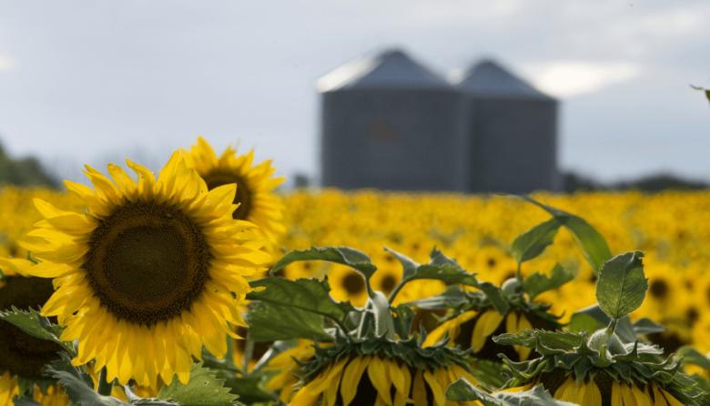 Las exportaciones del complejo del girasol crecieron un 160%