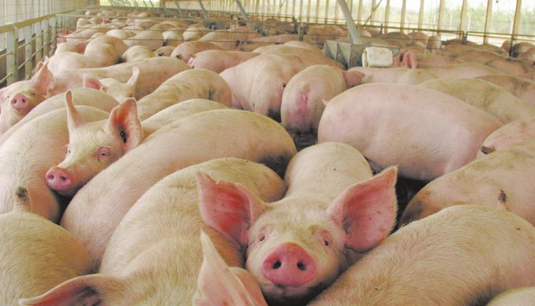 Confirman un brote de triquinosis con foco en General Madariaga