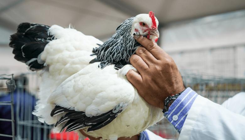 Sin la gripe aviar como gran amenaza, las aves volvieron a Palermo