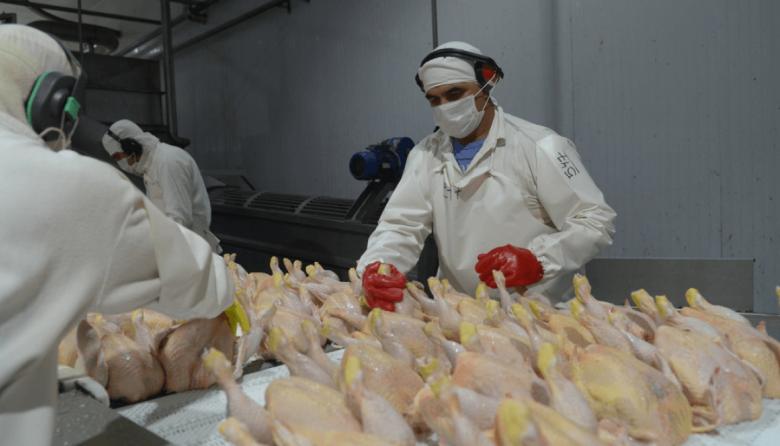 Libre comercio: la avicultura celebra la reapertura del mercado europeo