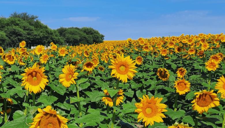 El girasol no quiere perder el tren y va por otro año de expansión
