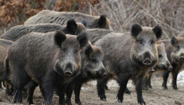 El avance del jabalí europeo provoca pérdidas millonarias en el país