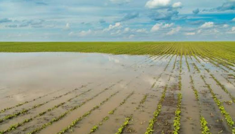 El Niño: lanzan mapa interactivo que predice el impacto agrícola del fenómeno
