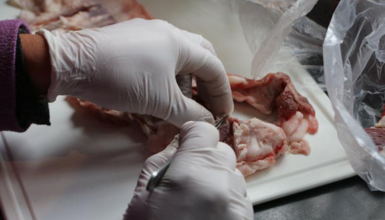 El Laboratorio Municipal de Pehuajó realizó más de 600 análisis de triquinosis