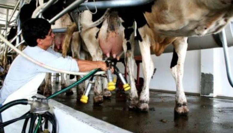 La lechería sigue con buen ritmo productivo, pero preocupa la llegada de El Niño