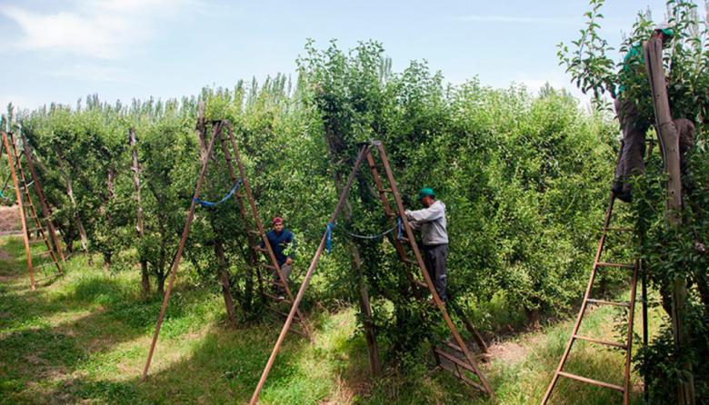 Alerta de UATRE: peligran 120.000 puestos de trabajos rurales