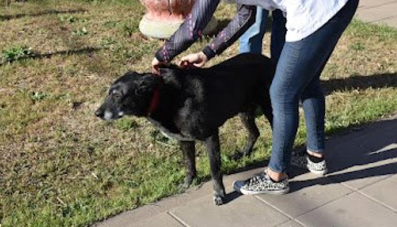 El Municipio realiza una jornada de cuidado responsable de mascotas