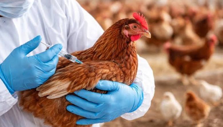 Detectan un nuevo caso de gripe aviar y activan el protocolo sanitario