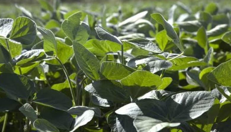 Autorizan una nueva soja genéticamente modificada con tolerancia a cuatro herbicidas
