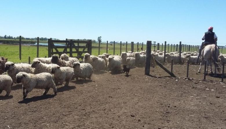 La carne ovina gana capacidad de faena en Buenos Aires con más frigoríficos