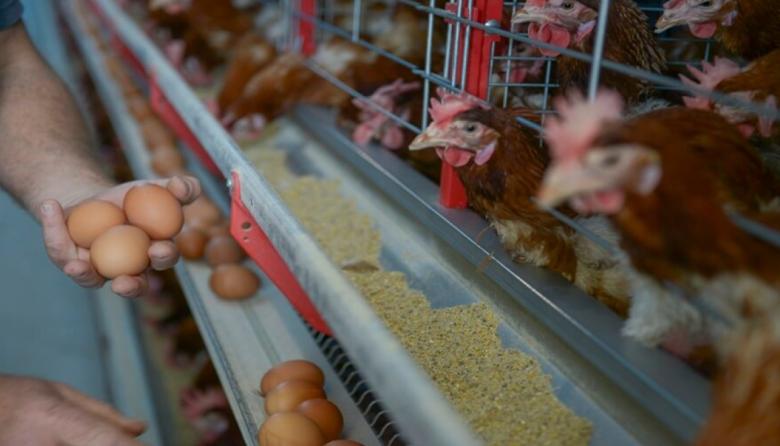 Industria del huevo: Argentina se afianza como mayor consumidor mundial