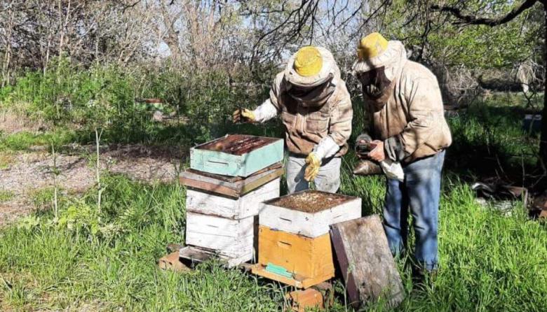 Las abejas también se preparan ante El Niño: claves para proteger las colmenas