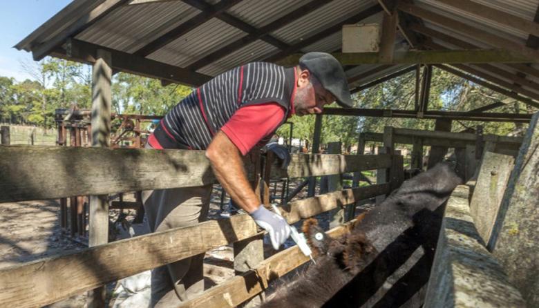 Vacunación antiaftosa: reglamentan el proceso para la libre elección de veterinarios