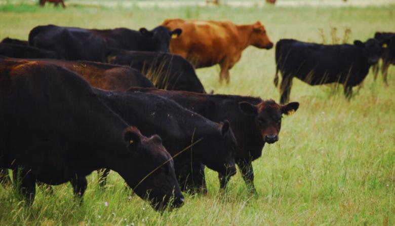 Rodeos comerciales: claves para mejorar la eficiencia y la rentabilidad