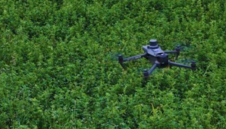 Con drones y algoritmos, un desarrollo del INTA ayuda a la alfalfa contra las malezas