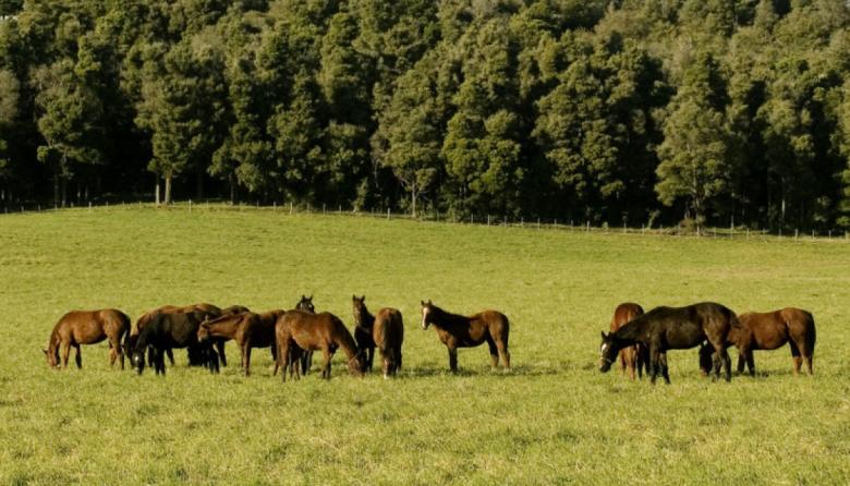 Por la alta demanda, el Senasa prorrogó la actualización del Renspa