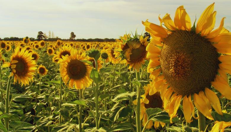 Complejo agroindustrial: triple récord del girasol y firme demanda cerealera