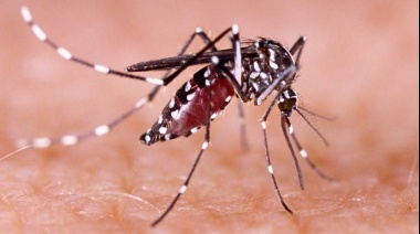 Récord de dengue: Ya son más de 47 mil los casos positivos en la Provincia
