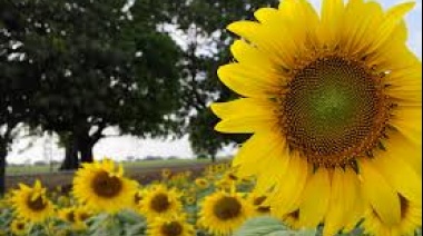 La cosecha de girasol cayó 21,7% y se pierden U$S 659 millones en exportaciones