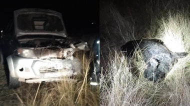 Chocó con una Hilux a una vaca en el acceso a Mones Cazón: resultó ileso