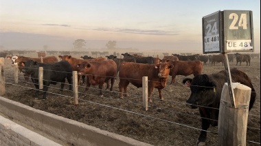 La faena bovina mejoró sus números durante mayo