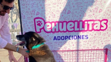 Pehuellitas rescató más de 700 perros de la calle