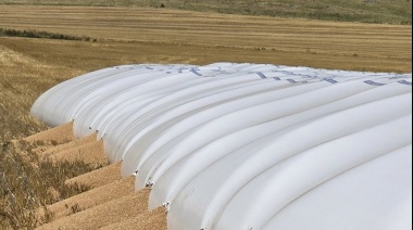 Alerta en el campo por los jabalíes: crecen los ataques a silobolsas