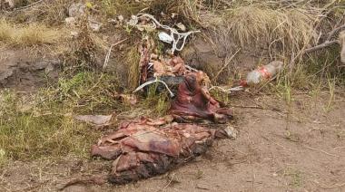Denuncian faena clandestina y posible robo de ganado en Bragado
