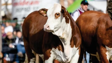 El Gobierno habilitó la exportación de ganado vacuno en pie
