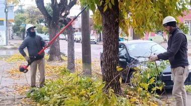 Comienza el lunes una nueva campaña de poda en Nueve de Julio
