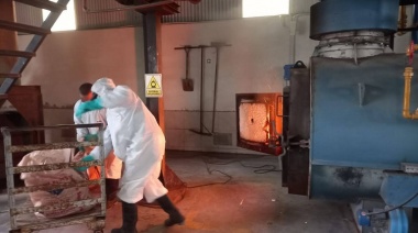 Triquinosis: ante la aparición de la enfermedad en Pehuajó y Beruti, Trenque Lauquen llama a prevenirla