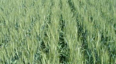 Científicos argentinos realizan descubrimiento clave para aumentar el rendimiento del trigo