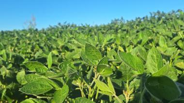 Agricultura aprobó el uso de IA para identificar variedades de soja