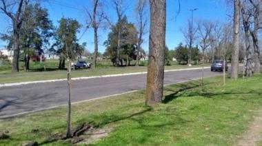 Día del Árbol: Bragado intensifica la campaña de forestación