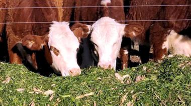 Más vientres y más leche: señales positivas para el negocio ganadero