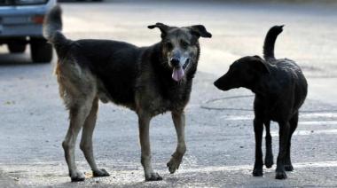 Pehuellitas rescató 100 perros en las calles de Pehuajó