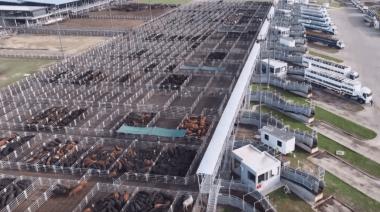 Bienestar animal: aprueban nuevo protocolo para gestionar el riesgo del rodeo