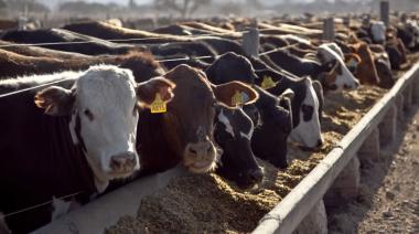 Las lluvias y los altos costos complican la situación de los feedlots