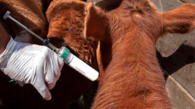 Aftosa: el campo cruzó a funcionaria de Trump y el Gobierno hizo silencio