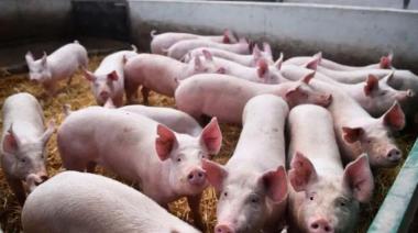 El SENASA lanzó un nuevo plan nacional contra la Enfermedad de Aujeszky