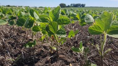 La siembra de soja ya cubrió más del 12% de la superficie proyectada