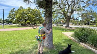 Realizan novedoso control de plagas en el arbolado urbano trenquelauquense