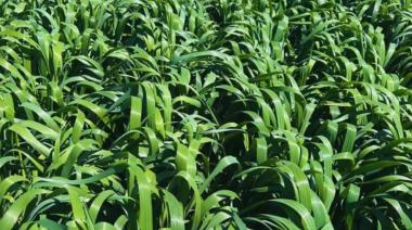 El INTA desarrolló una avena de mayor producción, sanidad y ciclo extendido